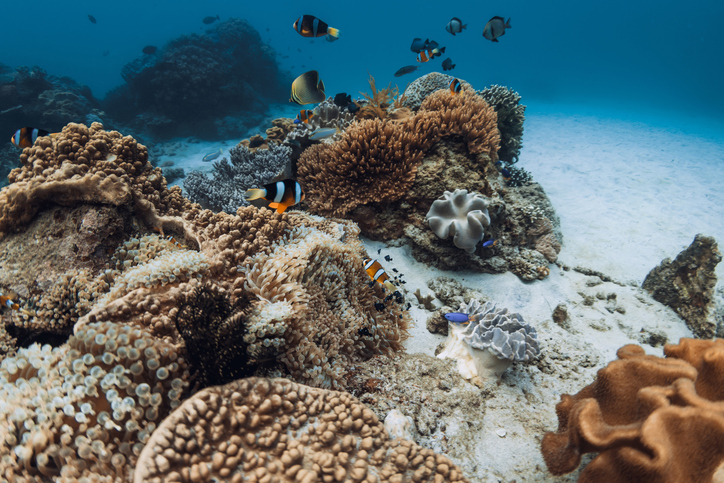 Tropical underwater world