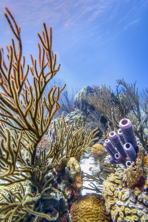 Caribbean coral garden