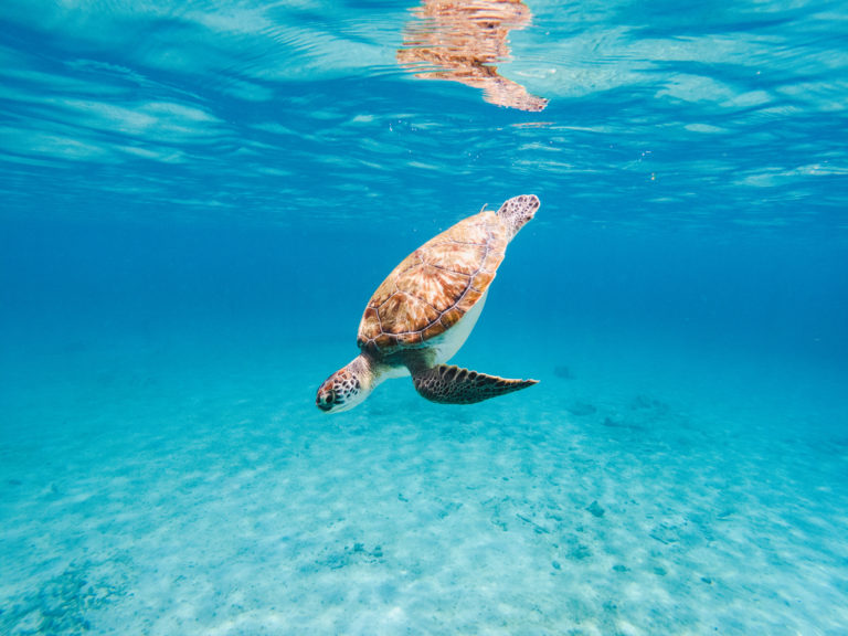 Green turtle